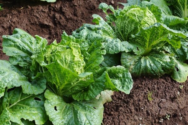 chinese cabbage summer catch crop