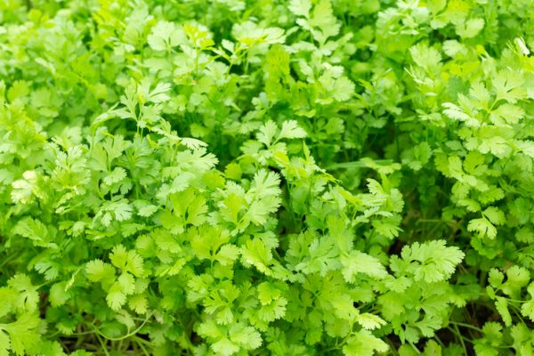 coriander plants